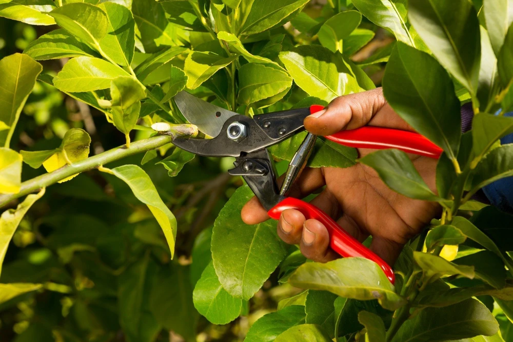 Sekatorius FELCO 5