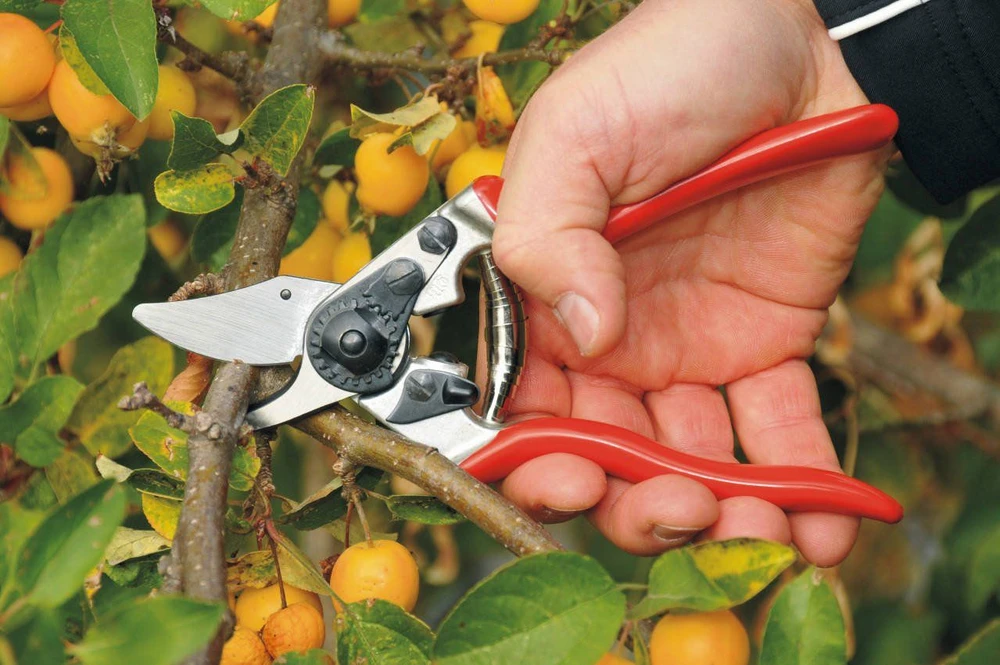Sekator Felco 6 Classic nożycowy