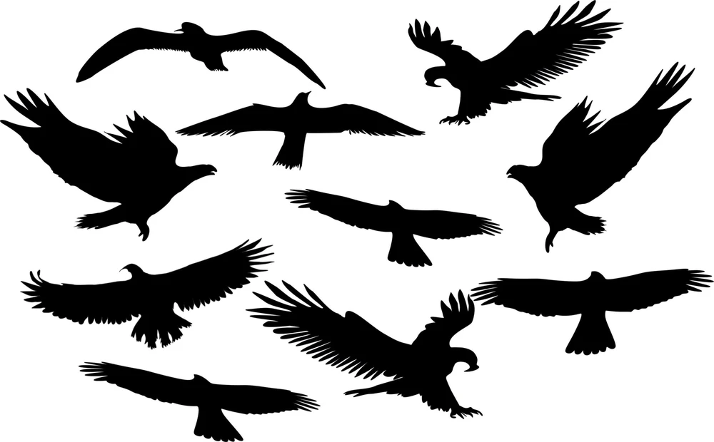 Sourcing Swissinno Bird window sticker (5 pcs of bird collision prevention stickers)