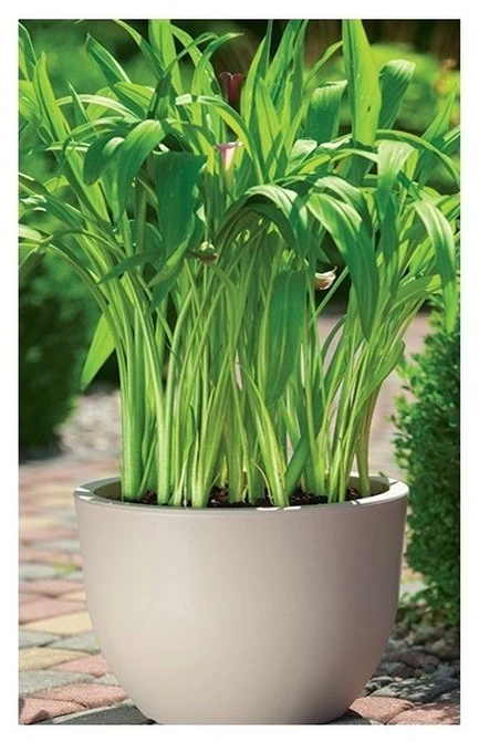 Form-Plastic Plastikinis vazonas Muna Round, Ø34.5 cm