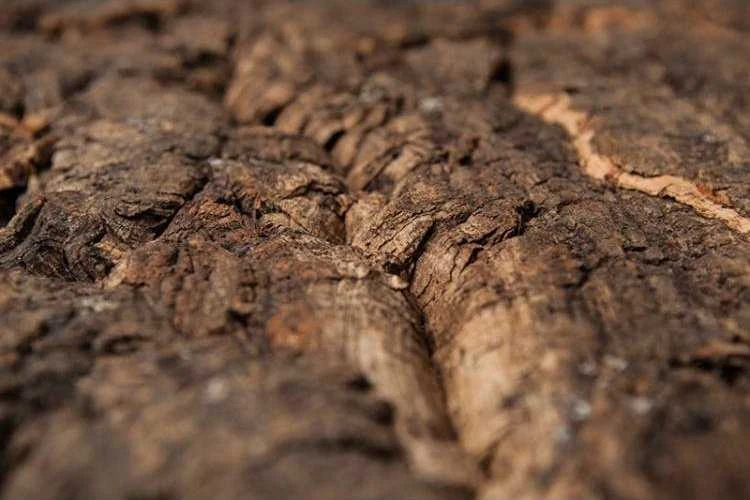 Kamštinės plokštės tekstūra iš arti