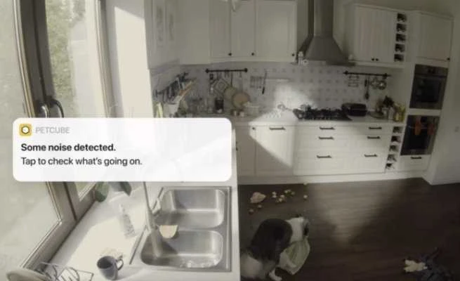 PetCube Cam 360