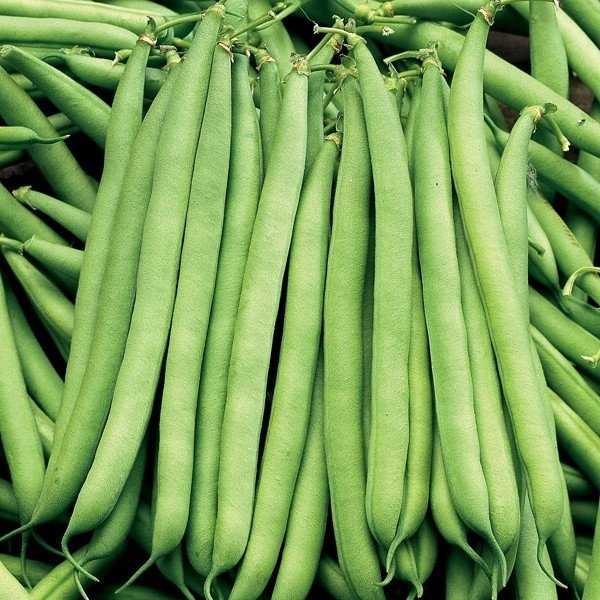 Toraf sėklos nykštukinės žaliosios pupelės Bona 30 g