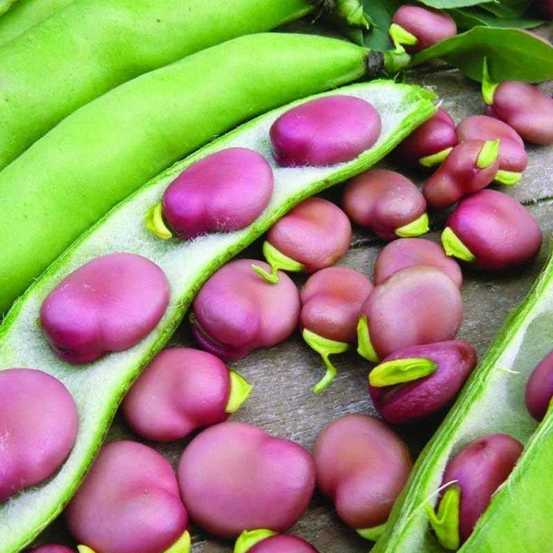 Toraf Daržovių sėklos | Plačiosios pupelės tamsiai raudonos | 30 g pakuotė