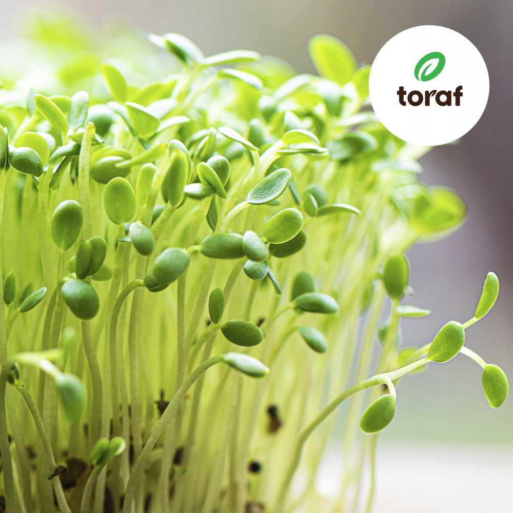 Toraf TORAF Rinkinys NASION SYMFONIA SMAKÓW - 12 OPAKOWAŃ