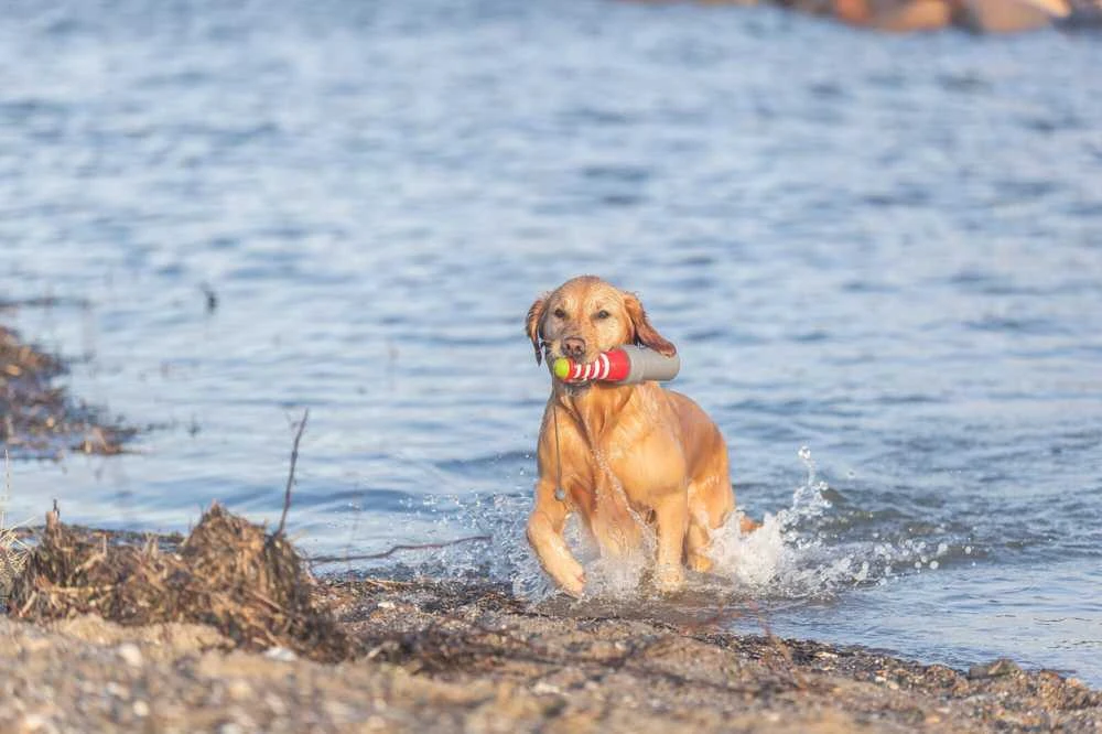 Trixie 33455, Dog, Aqua toy, Žalias, Pilkas, Baltas, Raudona, Thermoplastic Rubber (TPR), 260 mm, 1 pc(s)