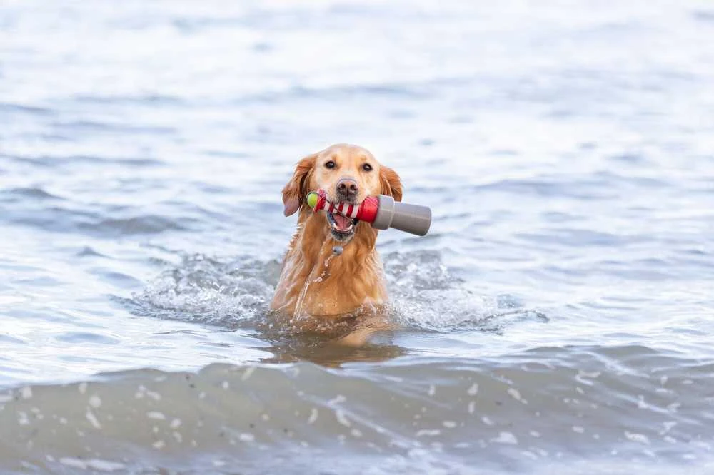 Trixie 33455, Dog, Aqua toy, Žalias, Pilkas, Baltas, Raudona, Thermoplastic Rubber (TPR), 260 mm, 1 pc(s)