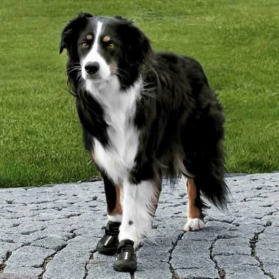 Trixie Walker Active apsauginiai batukai šuniui S-M, 2vnt., juodi