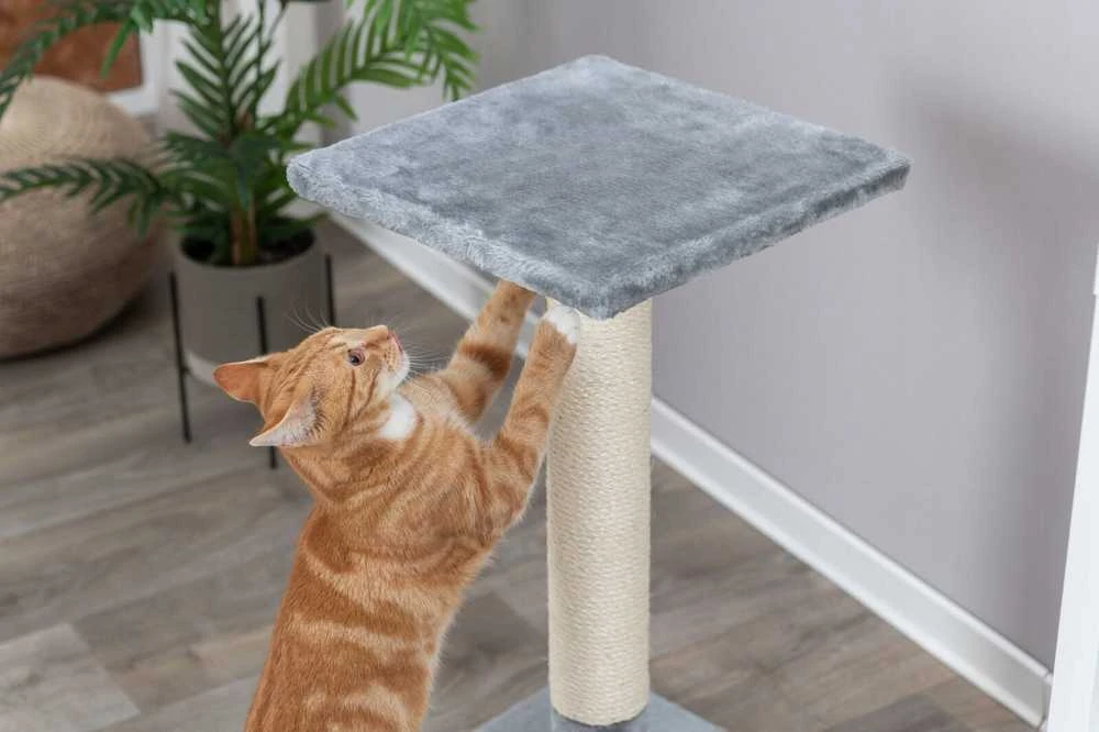 Trixie Baena draskyklė su katinu