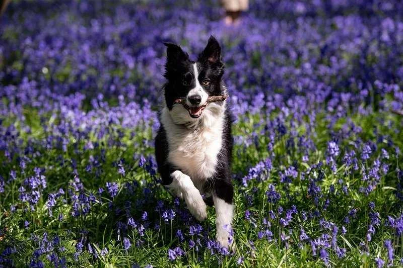 Trixie Denta Fun pynė, be pakuotės, 12 cm, 30 g