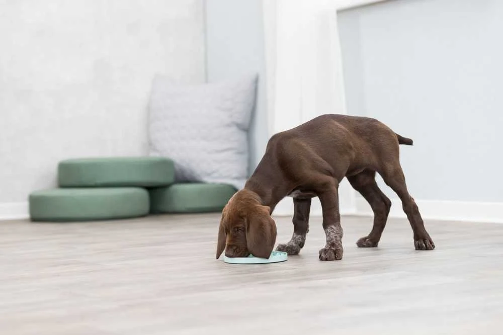 Trixie Junior Licking Lėkštė šunims 21 cm