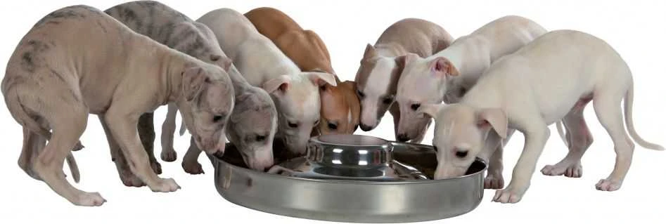 TRIXIE Junior Puppy dubenėlis, 1.4 l/29 cm