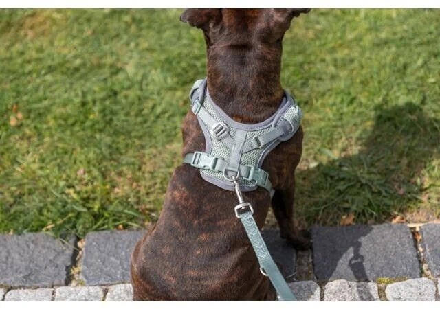 Trixie Premium FlexMesh petnešos, sage, M: 58–80 cm / 20 mm, tinka mopsams ir buldogams