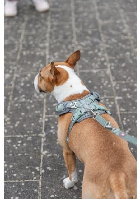 Trixie Premium FlexMesh petnešos, sage, M: 58–80 cm / 20 mm, tinka mopsams ir buldogams