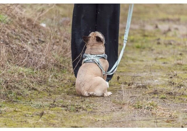 Trixie Premium FlexMesh petnešos, sage, M: 58–80 cm / 20 mm, tinka mopsams ir buldogams