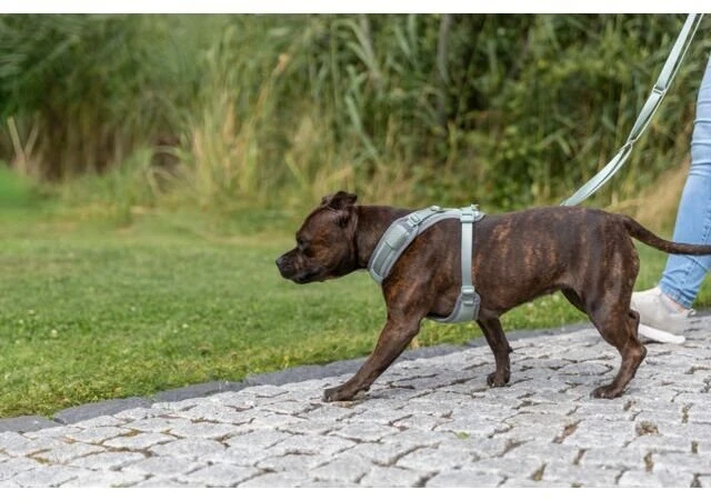 Trixie Premium FlexMesh petnešos, sage, M: 58–80 cm / 20 mm, tinka mopsams ir buldogams