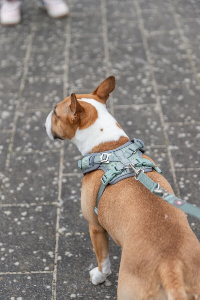 Trixie Premium FlexMesh šunų petnešos, šalavijų spalvos, S–M: 48–69 cm / 20 mm, tinka mopsams ir buldogams