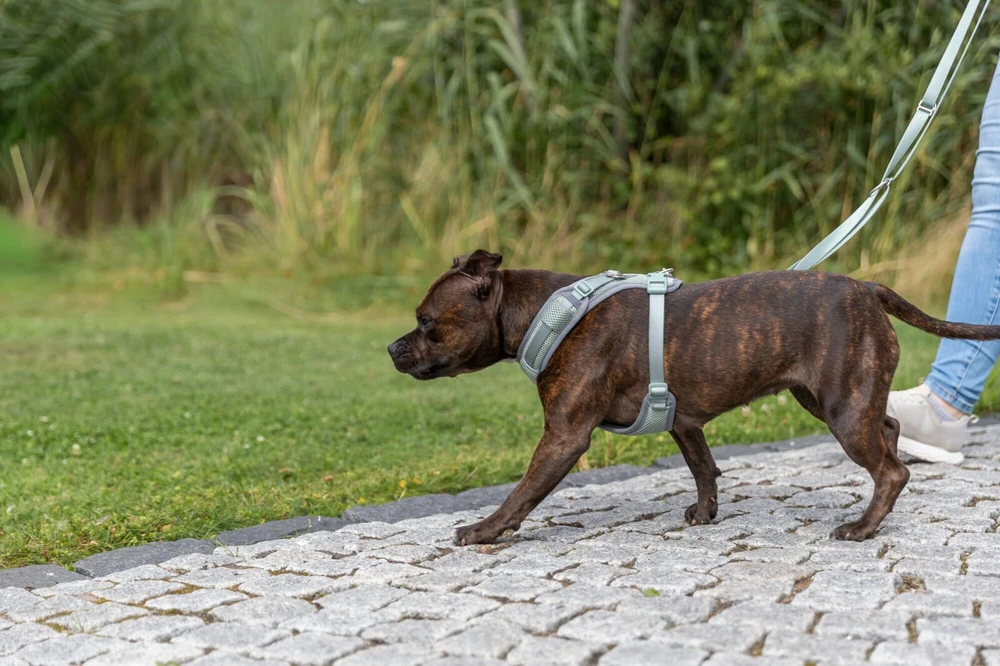 Trixie Premium FlexMesh šunų petnešos, šalavijų spalvos, S–M: 48–69 cm / 20 mm, tinka mopsams ir buldogams