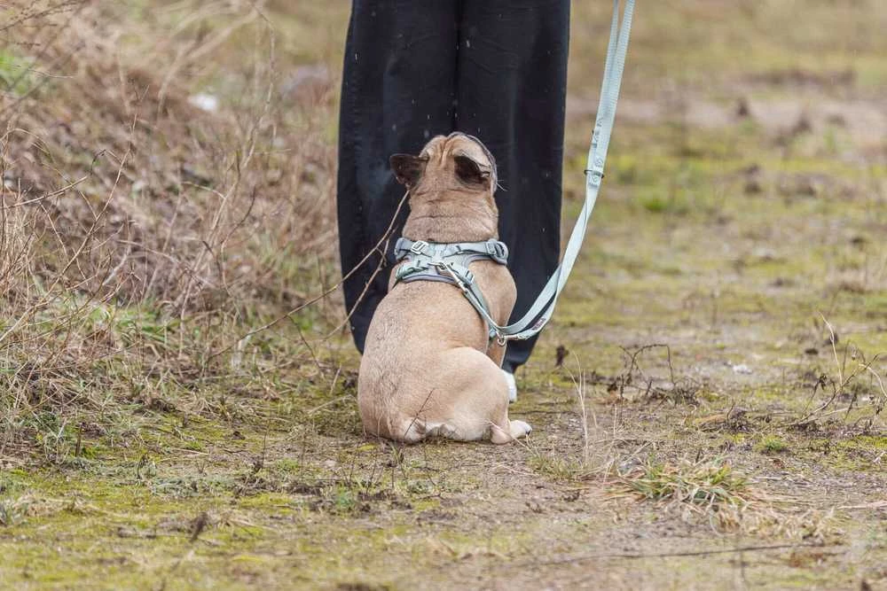 Trixie Premium FlexMesh, petnešėlės, šunims, šalavijų spalvos, XS–S: 40–57 cm/15 mm, pritaikytos mopsams ir buldogams