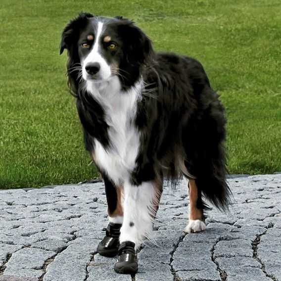 Trixie Walker Active apsauginiai batukai šuniui, L, 2vnt., juodi