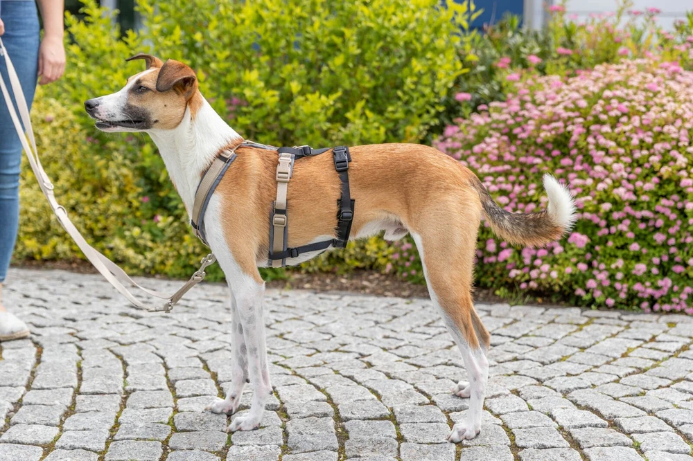 Trixie Apsauginis dirželių adapteris šunims, juodas, M–L: 46–72 cm/20 mm