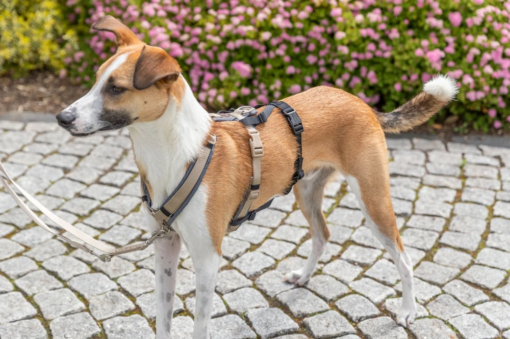 Trixie Apsauginis dirželių adapteris šunims, juodas, M–L: 46–72 cm/20 mm