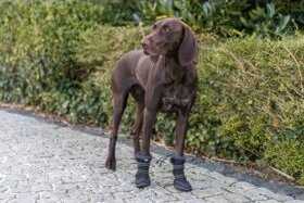Trixie Walker Active Long, batai, šunims, S-M, juodi, 2 vnt./pak
