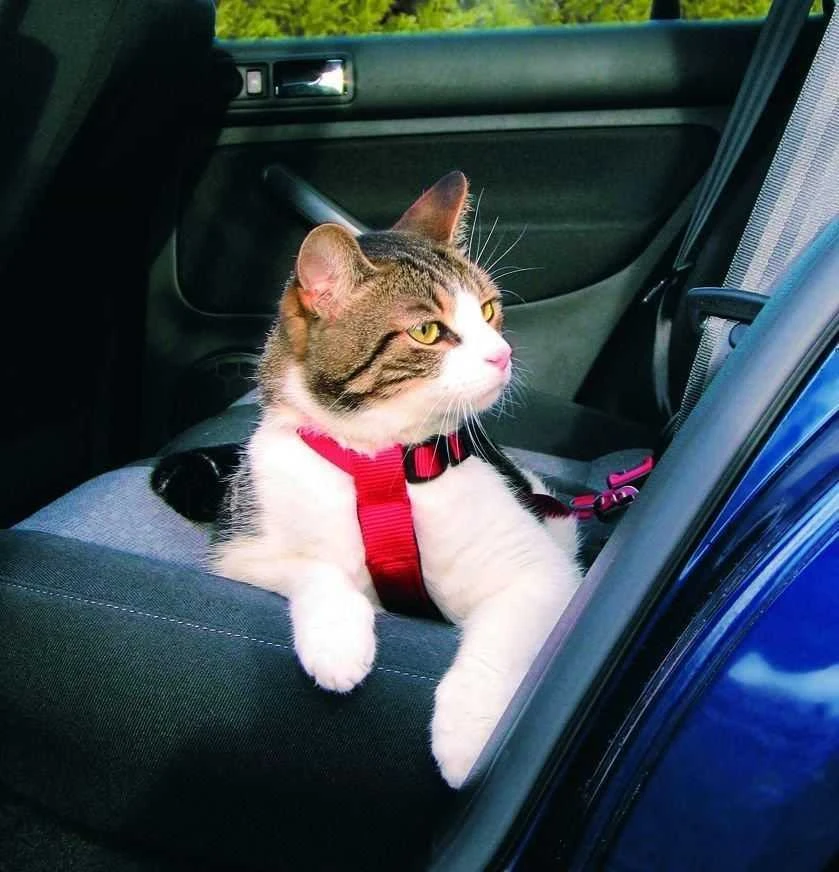 Trixie Automobilinės petnešos katei