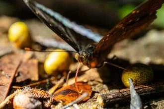 Venus Optics objektyvas Laowa 55 mm f/2,8 Tilt-Shift 1x Macro, skirtas Canon RF