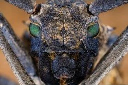 Objektyvas <p>Laowa 65mm f/2.8 2X Ultra Macro APO Sony E</p>