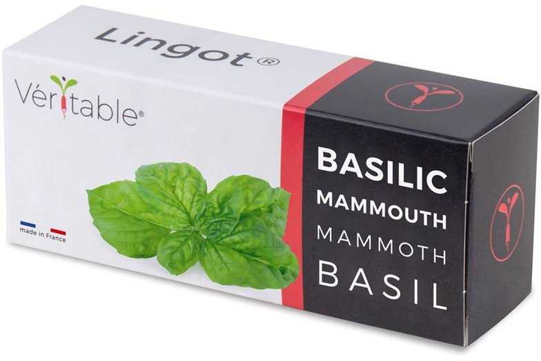 Veritable Kasetė nasienny Lingot Bazylia mamucia