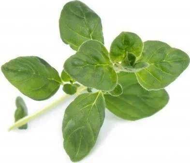 Veritable Véritable Lingot Oregano BIO*