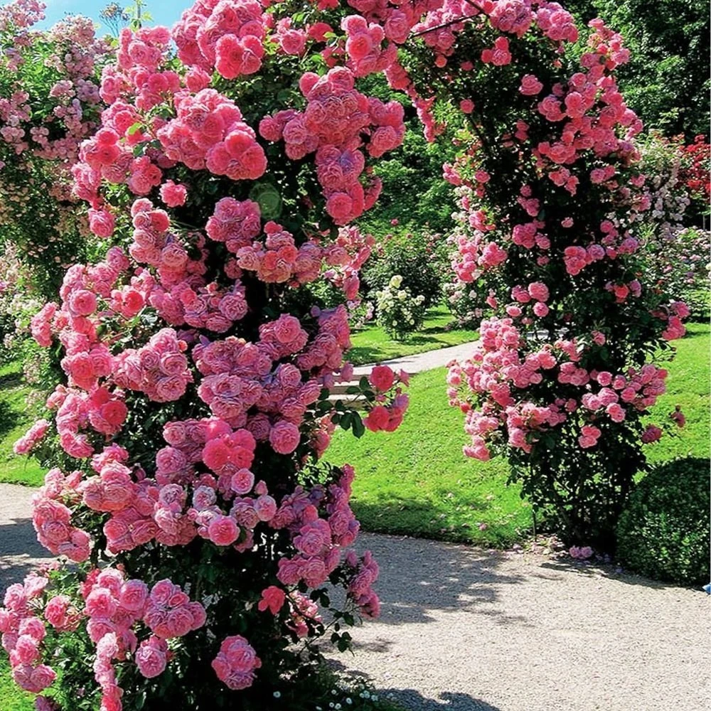Vilde Pergola ogrodowa metalo sp. 145x235 cm