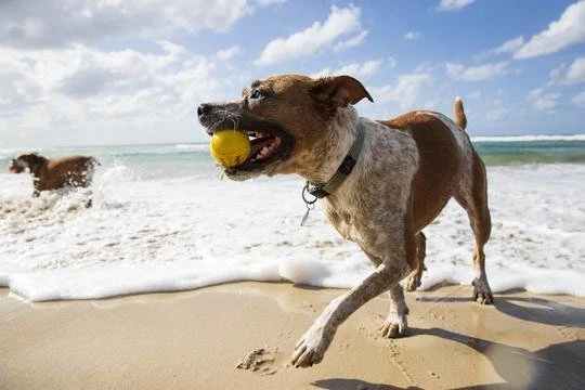 Waboba Fetch dog ball