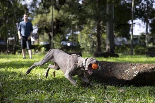 Waboba Tailwind dog ball