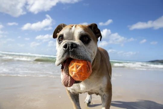 Waboba Tailwind dog ball