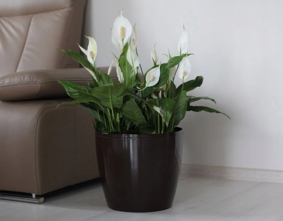Lamela Vazonas Magnolia 300x265mm, Baltas