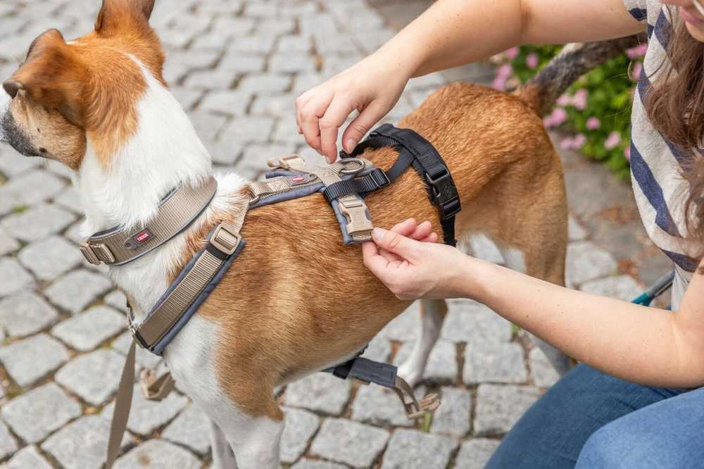 Winhyepet Apsauginis adapteris nuo išsprūdimo prie petnešų, šunims, juodas, L–XL: 59–92 cm/25 mm