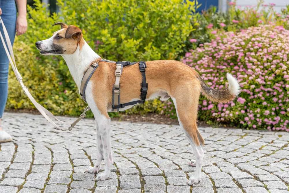 Winhyepet Apsauginis adapteris nuo išsprūdimo prie petnešų, šunims, juodas, L–XL: 59–92 cm/25 mm