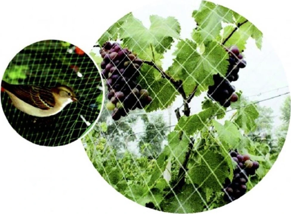 Žalias>it® fuglenet 25×25 mm x 6×6 meter