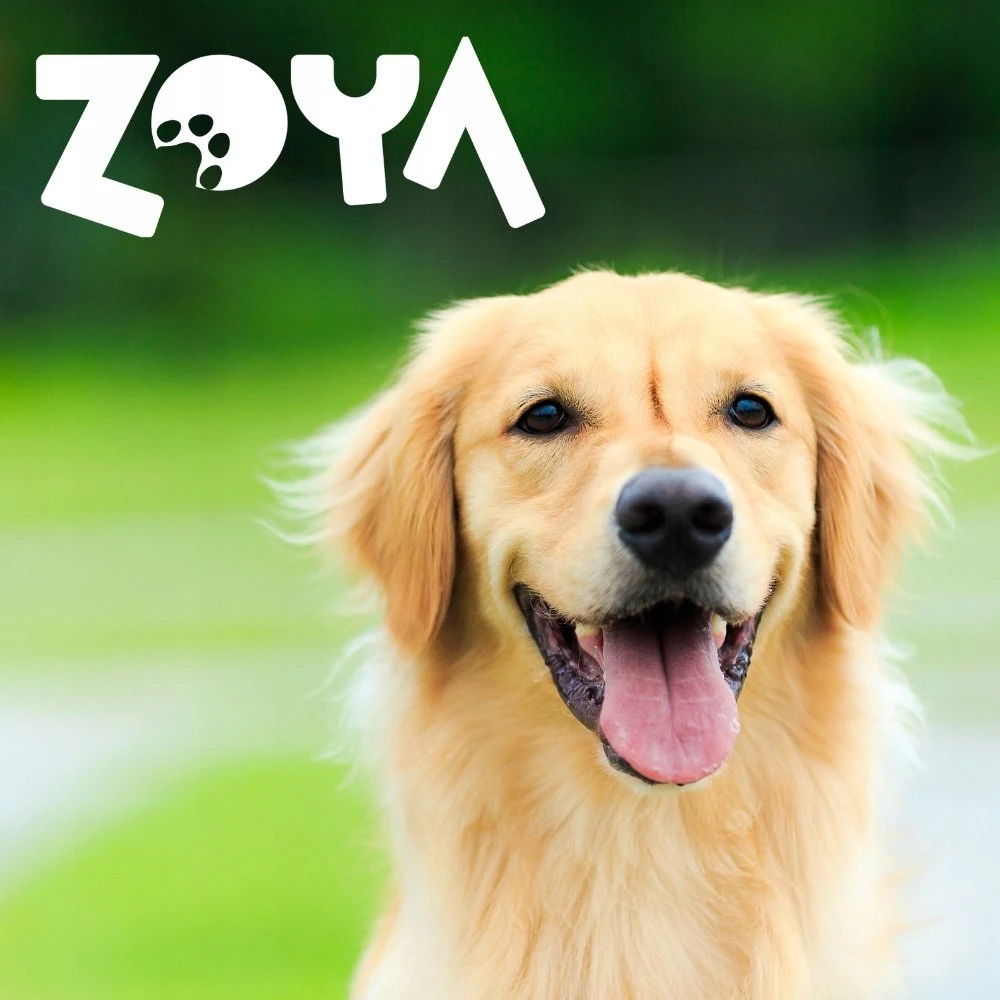 ZOYA Deer – drėgnas ėdalas šunims – 400g
