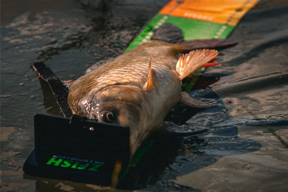 Žvejybinės svarstyklės ZFISH Challenger