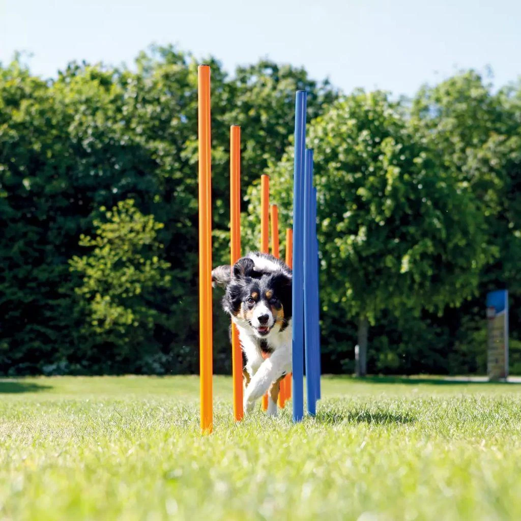 TRIXIE Agility Slalomo treniruoklis, 12 stulpų, 115 cm, plastikas, 3206
