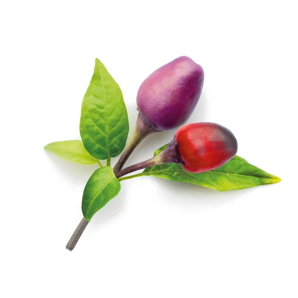 Click & Grow sėklos išmaniajam vazonui - Violetiniai čili pipirai (SGR46X3) 3vnt.