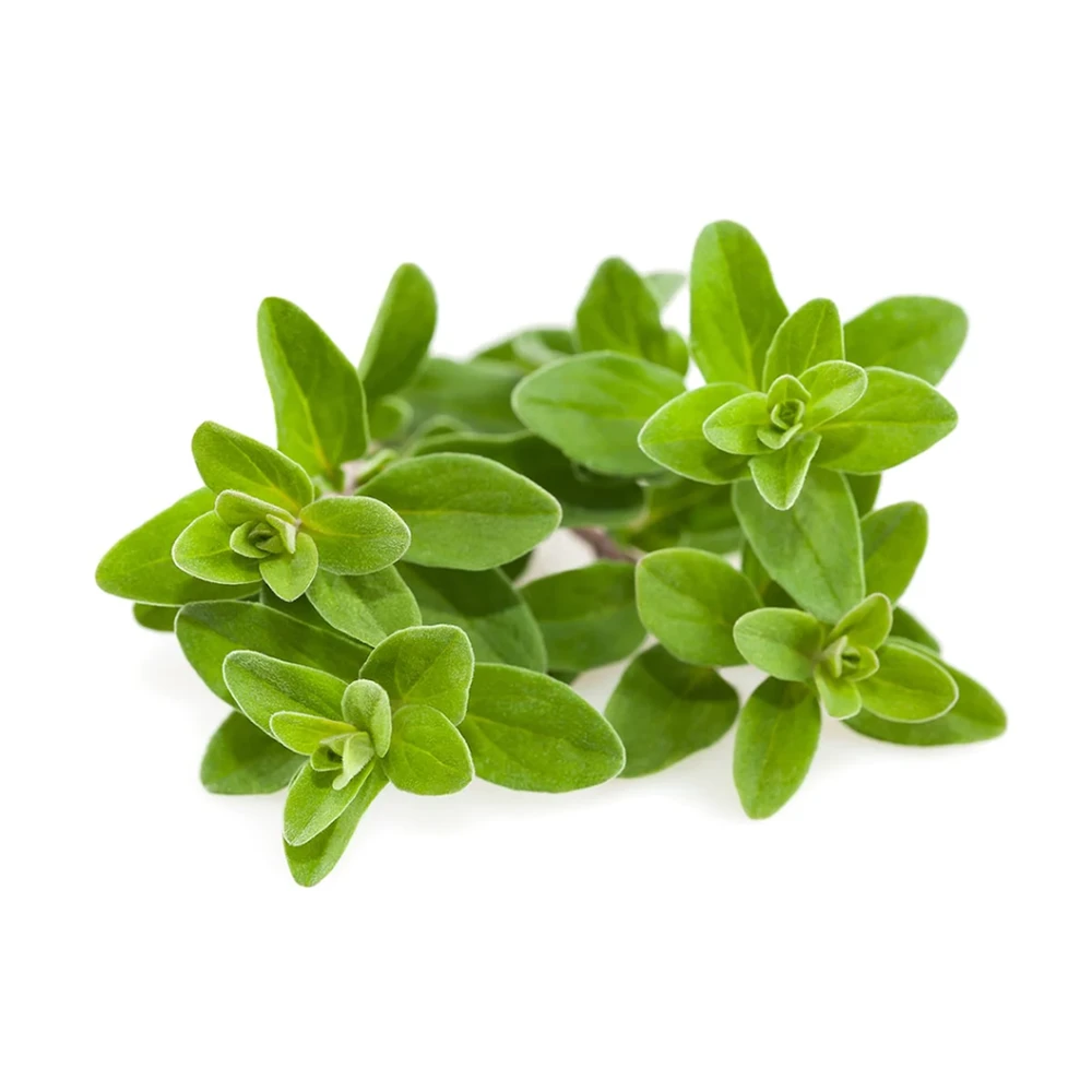Click & Grow sėklos išmaniajam vazonui - Mairūnas, 3vnt.