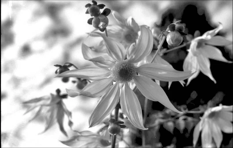 Adox HR-50 B/W filmas 135/36 aprašymas - Prekės nuotrauka