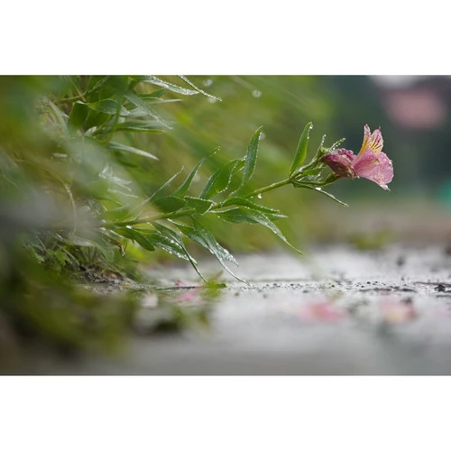 Sony A6100 + E 16-50mm F3.5-5.6 PZ OSS aprašymas - Prekės nuotrauka