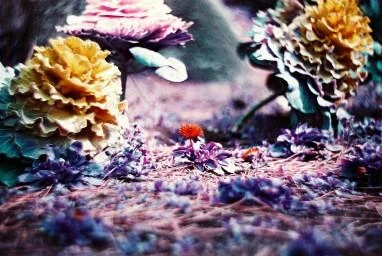 Lomographische Ag Spalvota fotojuosta Lomochrome Violetinė ISO 100-400/135/36 (C41)