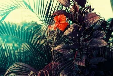 Lomographische Ag Spalvota fotojuosta Lomochrome Violetinė ISO 100-400/135/36 (C41)