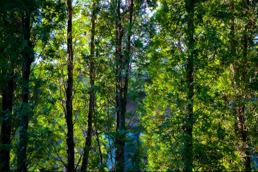 Objektyvas Sigma 56mm F1.4 DC DN Z-mount + 5 METŲ GARANTIJA